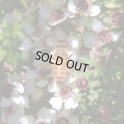 画像5: 携帯用マヌカハニー10+　5g