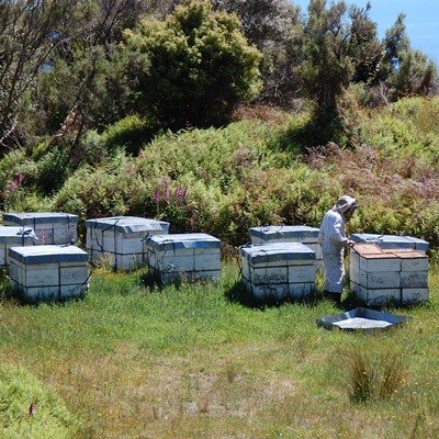 画像3: ニュージランド産　マヌカハニー15+　250g