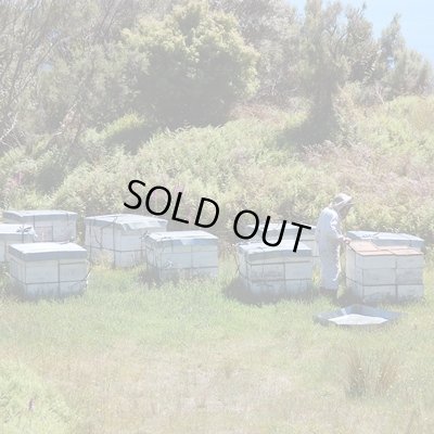 画像4: 携帯用マヌカハニー10+　5g