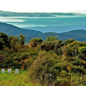 画像2: ニュージランド産　マヌカハニー15+　250g (2)