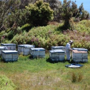 画像3: ニュージーランド産　マヌカハニー8+　250g (3)