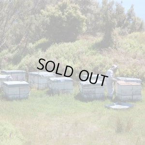 画像4: 携帯用マヌカハニー10+　5g (4)